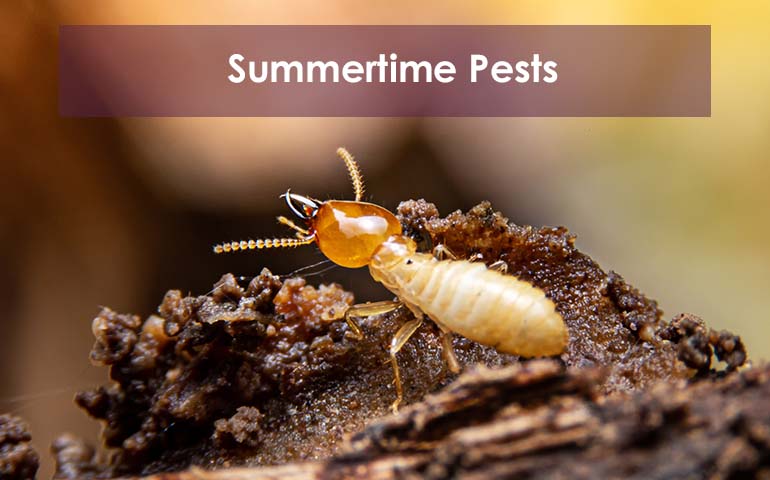 Summertime Pests