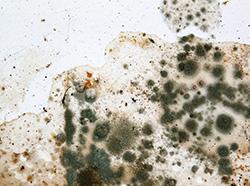 Let's Have a Little Talk About Mold