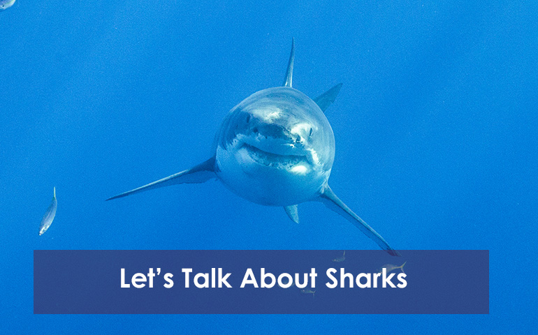 Let's Talk About Sharks