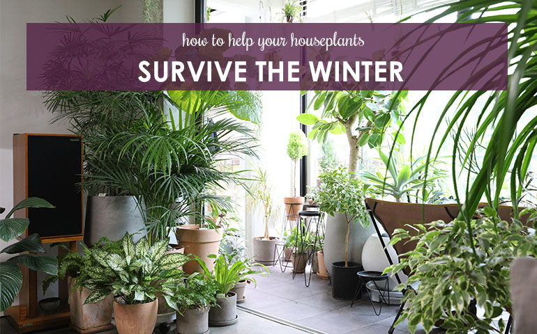 Greens for The Winter Blues: Best House Plants This Winter