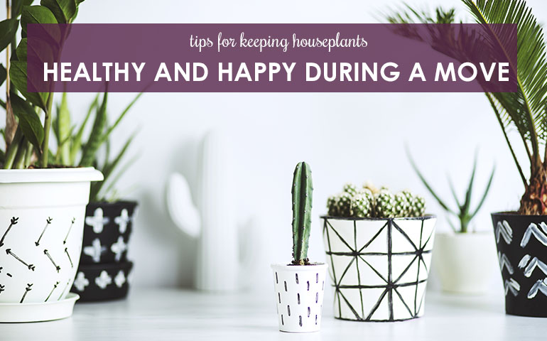 Tips For Keeping Houseplants Healthy and Happy During a Move