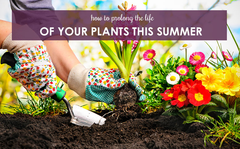 How to Prolong The Life of Your Plants This Summer