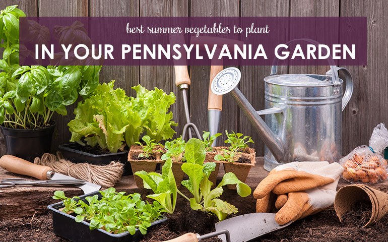 summer vegetable gardens