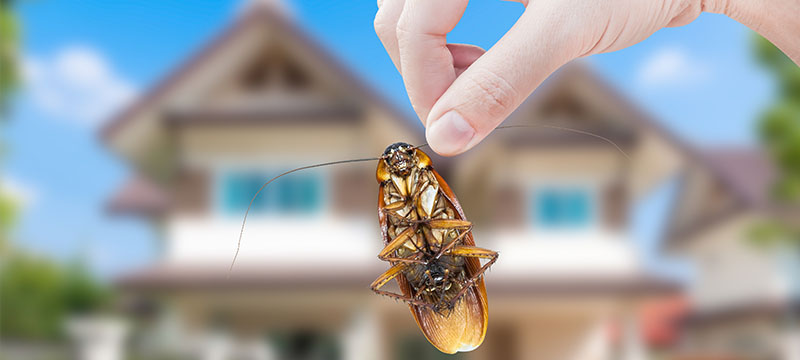 Five Natural Ways to Rid Your Home of Pests.