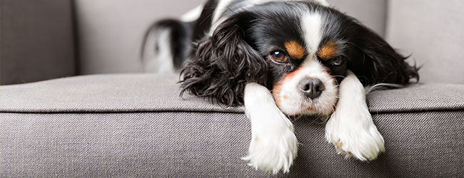 Treat-worthy Tips for Selling Your Home When You Have Pets 