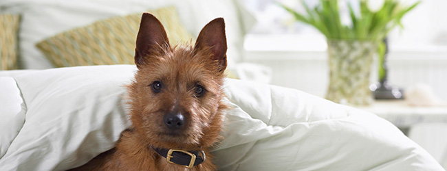 Calling All Pet Owners: Where do Fido and Fluffy Rank in Your Home Search?