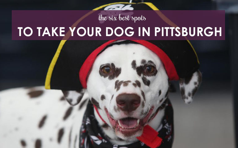 6 Best Spots to Take Your Dog in Pittsburgh